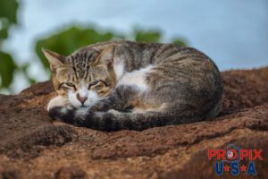 "I'm trying to enjoy a nice cat nap" said the homeless cat perched on the seawall at the Ala Moana park Honolulu Hawaii. Photo date: 6-26-2025