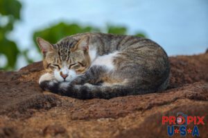 A homeless young adult cat rests peacefully on the sea wall at the Ala Moana park Honolulu Hawaii. Photo date: 6-26-2025