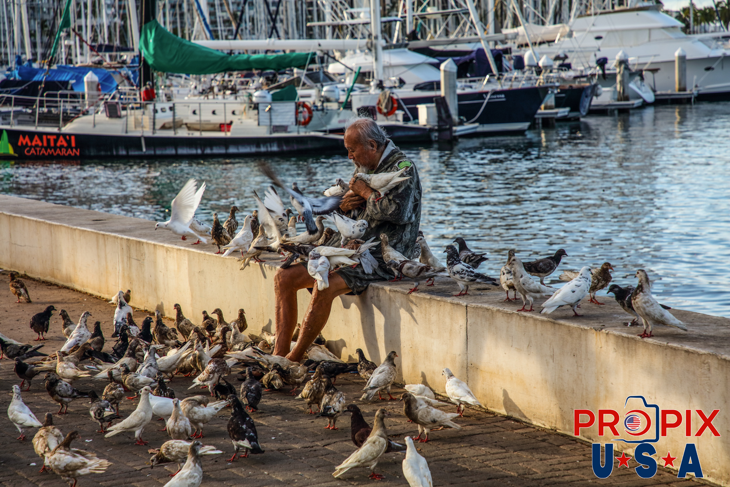 The local pigeons know the kindness and gentle nature of the man who pays them attention on a daily basis in Honolulu Hawaii. Picture date: 6-26-2025