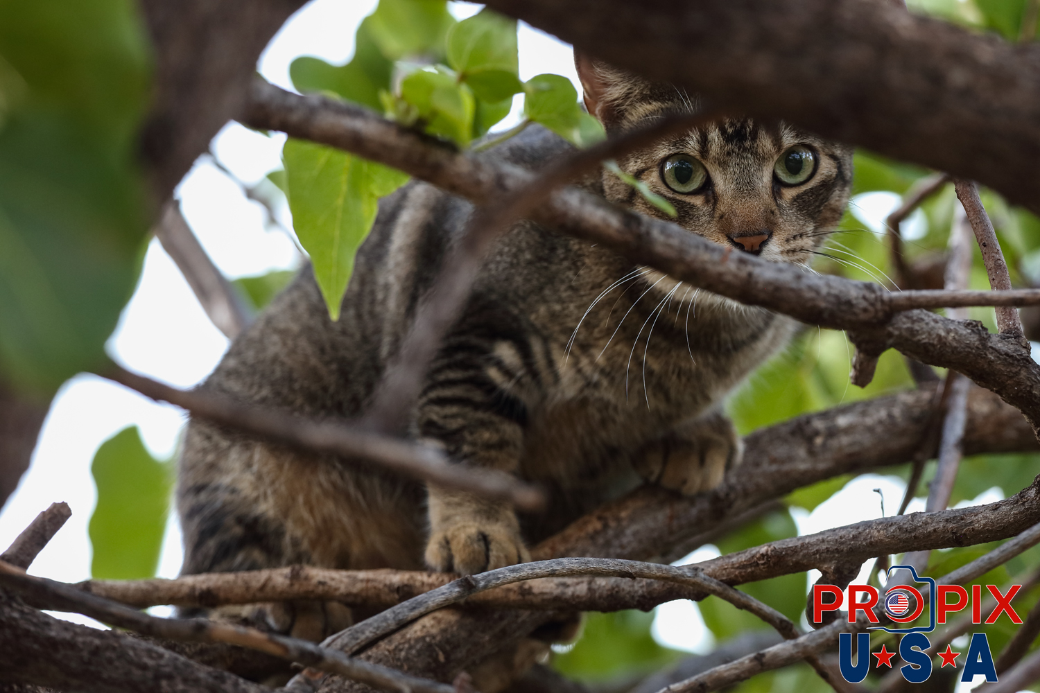 A homeless kitten watches as a stranger notices it hiding in a tree at the Ala Moana park Honolulu Hawaii. Photo date: 6-27-2025