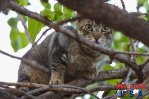 A homeless kitten intensely watches it's surroundings for danger from the relative safety of a tree in the Ala Moana park Honolulu Hawaii. Photo date: 6-27-2025