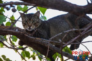 A homeless cat eyes a stranger with fear and caution from the relative safety of a tree in the Ala Moana park Honolulu Hawaii. Photo date: 6-27-2025