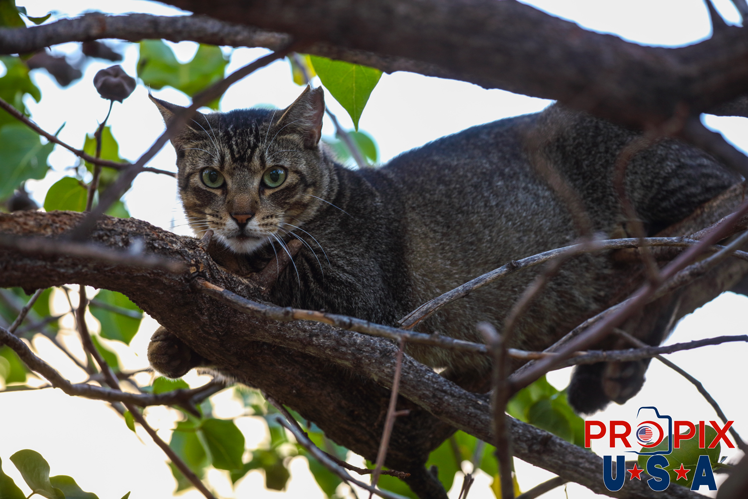 A homeless cat eyes a stranger with fear and caution from the relative safety of a tree in the Ala Moana park Honolulu Hawaii. Photo date: 6-27-2025