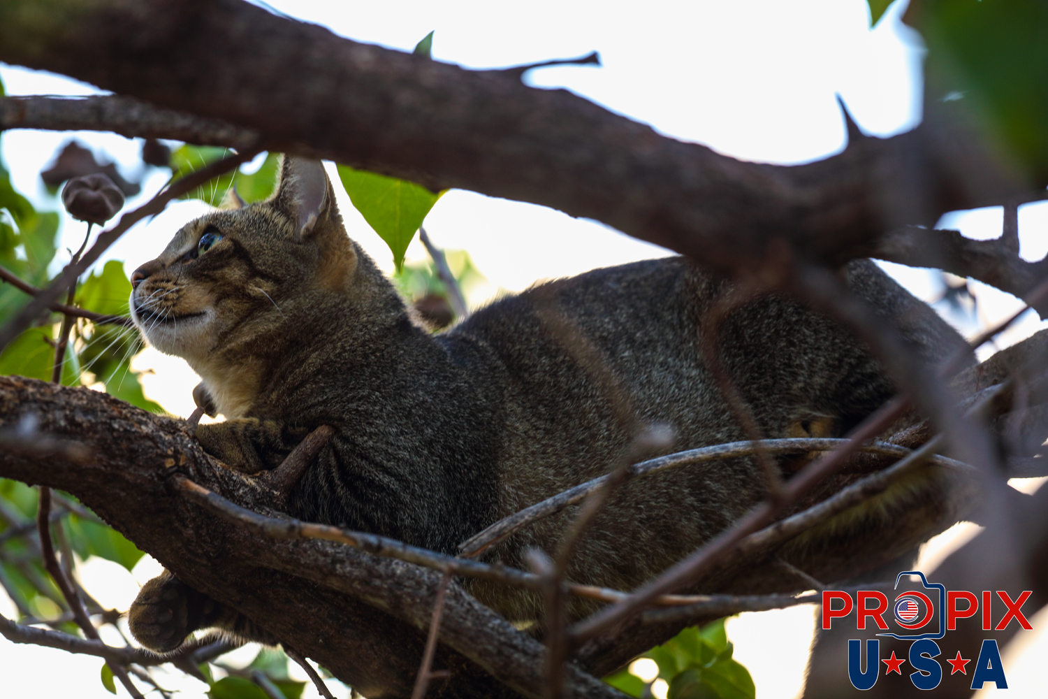 A homeless cat eyes a bird that has just landed nearby in the tree where it rests in safety at the Ala Moana park Honolulu Hawaii. Photo date: 6-27-2025