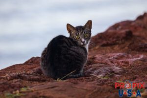 A homeless kitten cautiously watches the stranger in the Ala Moana park Honolulu Hawaii. Photo date: 6-27-2025