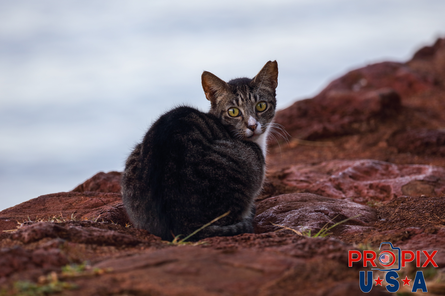 A homeless kitten cautiously watches the stranger in the Ala Moana park Honolulu Hawaii. Photo date: 6-27-2025