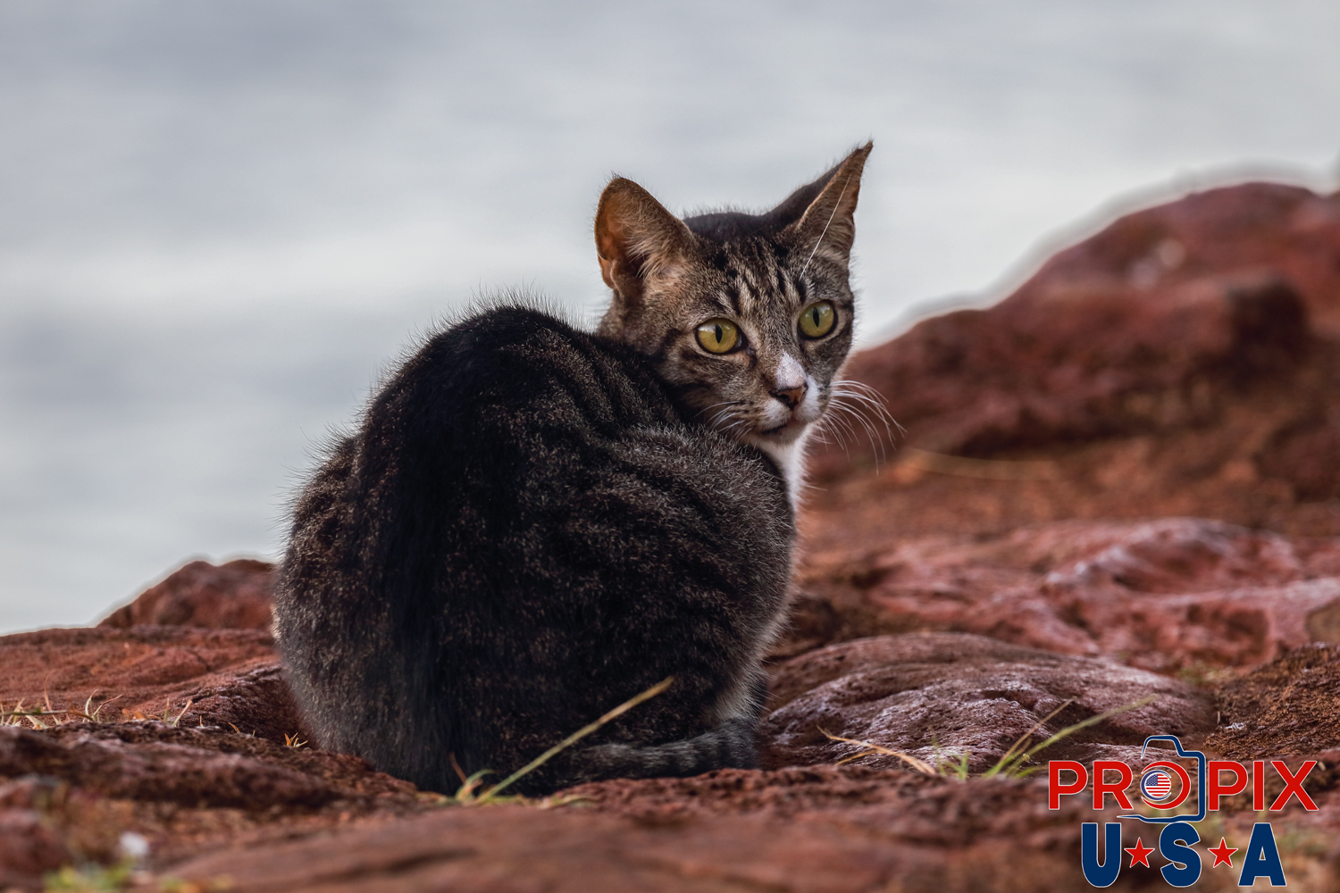 A young homeless kitten watches curiously at the mornings happenings from the shoreline in the Ala Moana park Honolulu Hawaii. Photo date: 6-27-2025