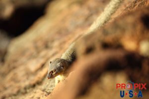 A small crab catches the eye of the mongoose as it searches the shoreline for food in the Ala Moana park Honolulu Hawaii.