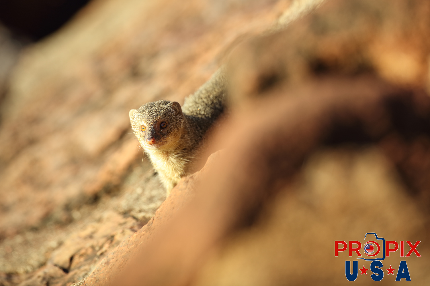 This mongoose blends in well amongst the lava rocks at the Ala Moana Park Honolulu Hawaii as it searches for breakfast.