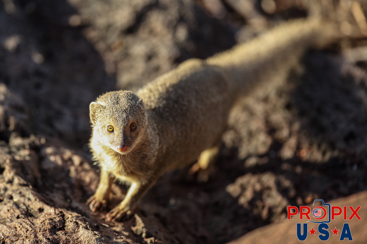 The cute little mongoose is clearly curious about what the stranger is up to as it walks along the lava rocks on the shoreline of the Ala Moana park Honolulu Hawaii.