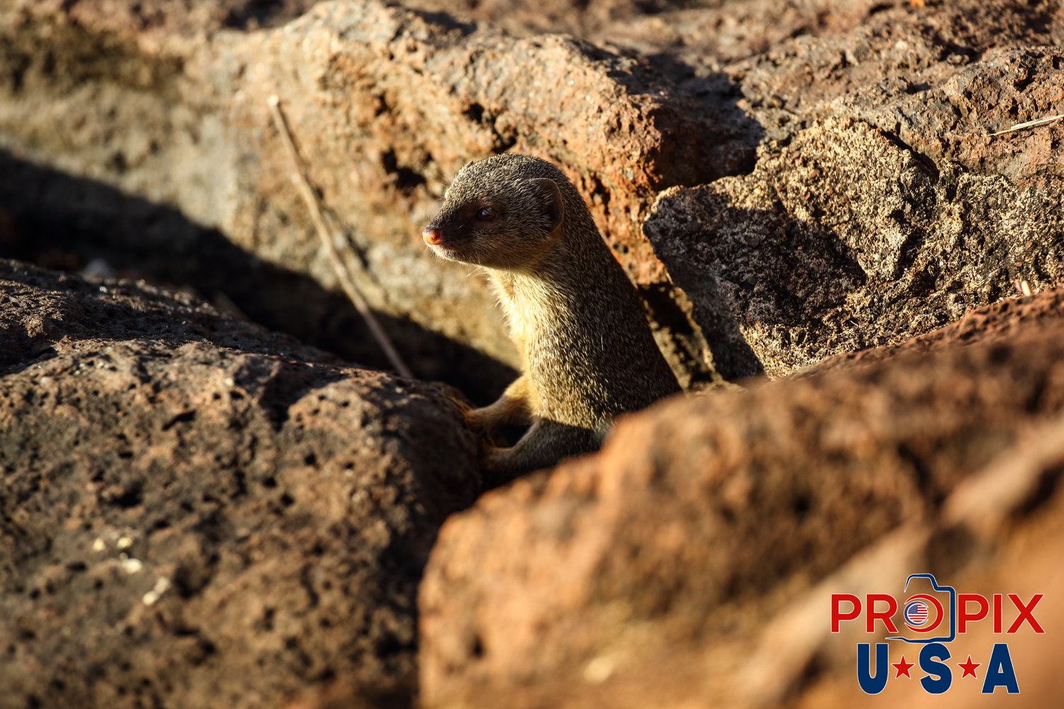 The curious mongoose peers out from the lava rocks to check out what is going on this morning. The early morning sunshine in the Ala Moana park Honolulu Hawaii is a beautiful sight for all to behold.