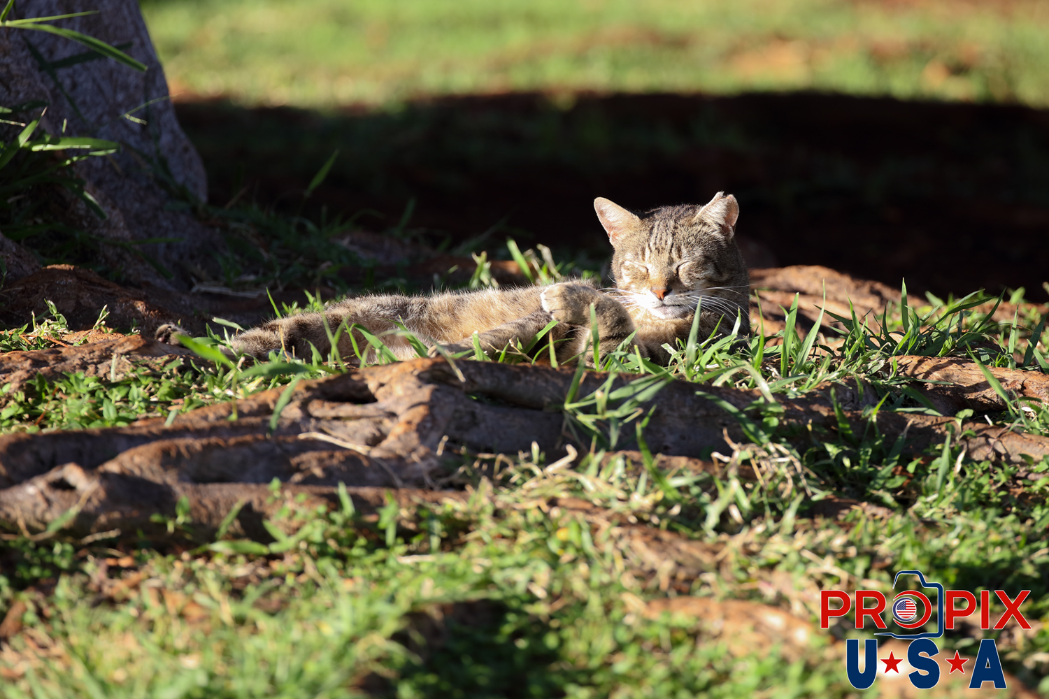 This cat may be homeless, but it appears quite content laying in the tropical sunlight at Ala Moana park Honolulu Hawaii. Photo date: 6-27-2025