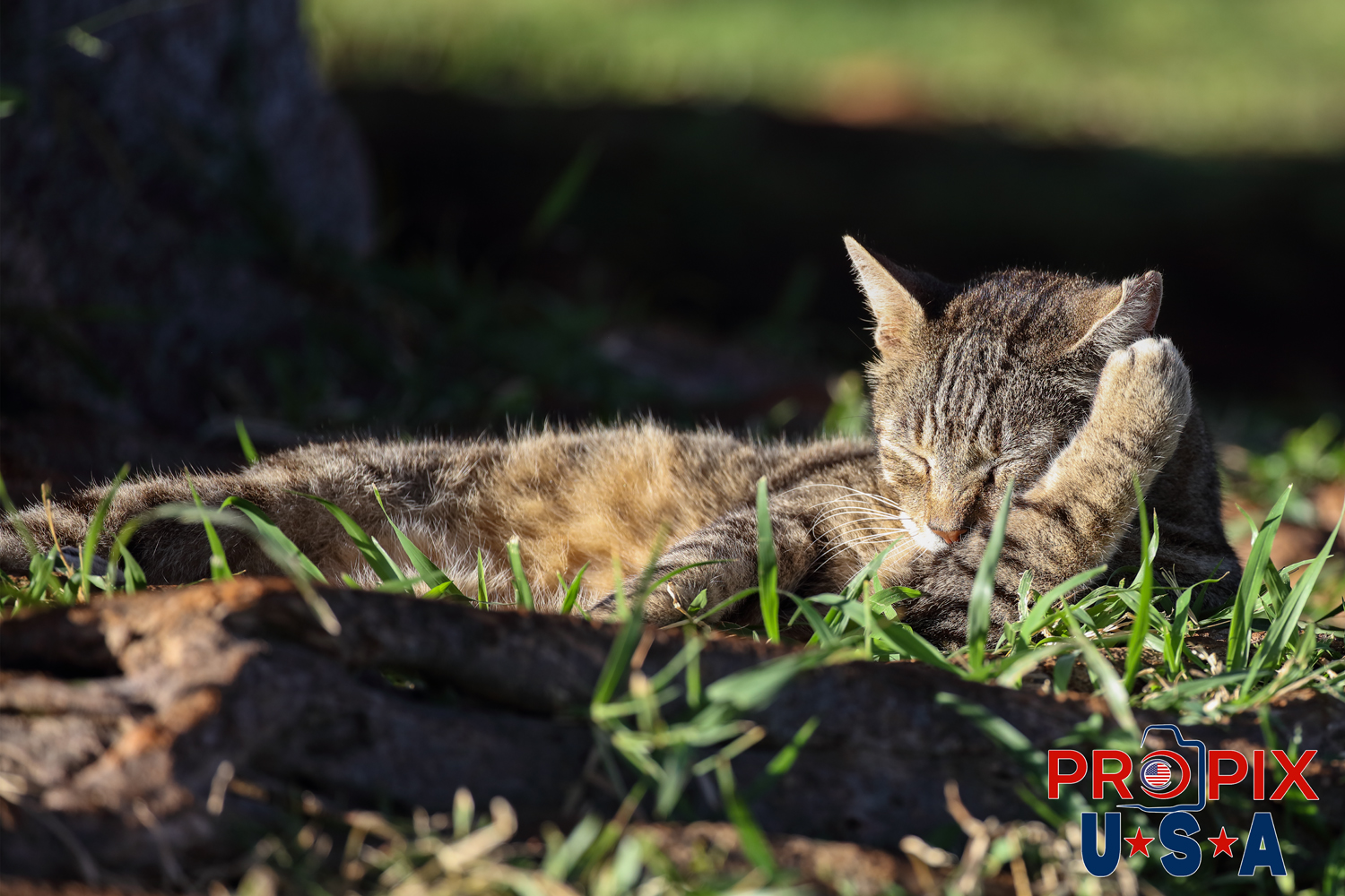 A good day in paradise is usually better than a great day elsewhere. A homeless cat enjoys the morning sun as it cleans itself in the Ala Moana park Honolulu Hawaii. Photo date: 6-27-2025