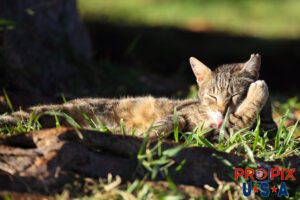 A homeless cat gives itself a bath in the tropical morning sun in the Ala Moana park Honolulu Hawaii. Photo date: 6-27-2025