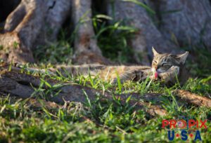The cat may be homeless, but this is certainly the right place to be homeless. The morning sun glistens in the Ala Moana park Honolulu Hawaii. Photo date: 6-27-2025