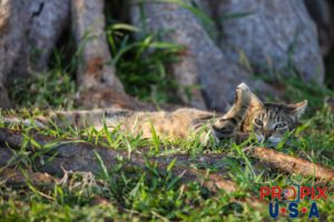 "Do you mind..?" asks the homeless cat laying in the tropical morning sun at the Ala Moana park Honolulu Hawaii. Photo date: 6-27-2025