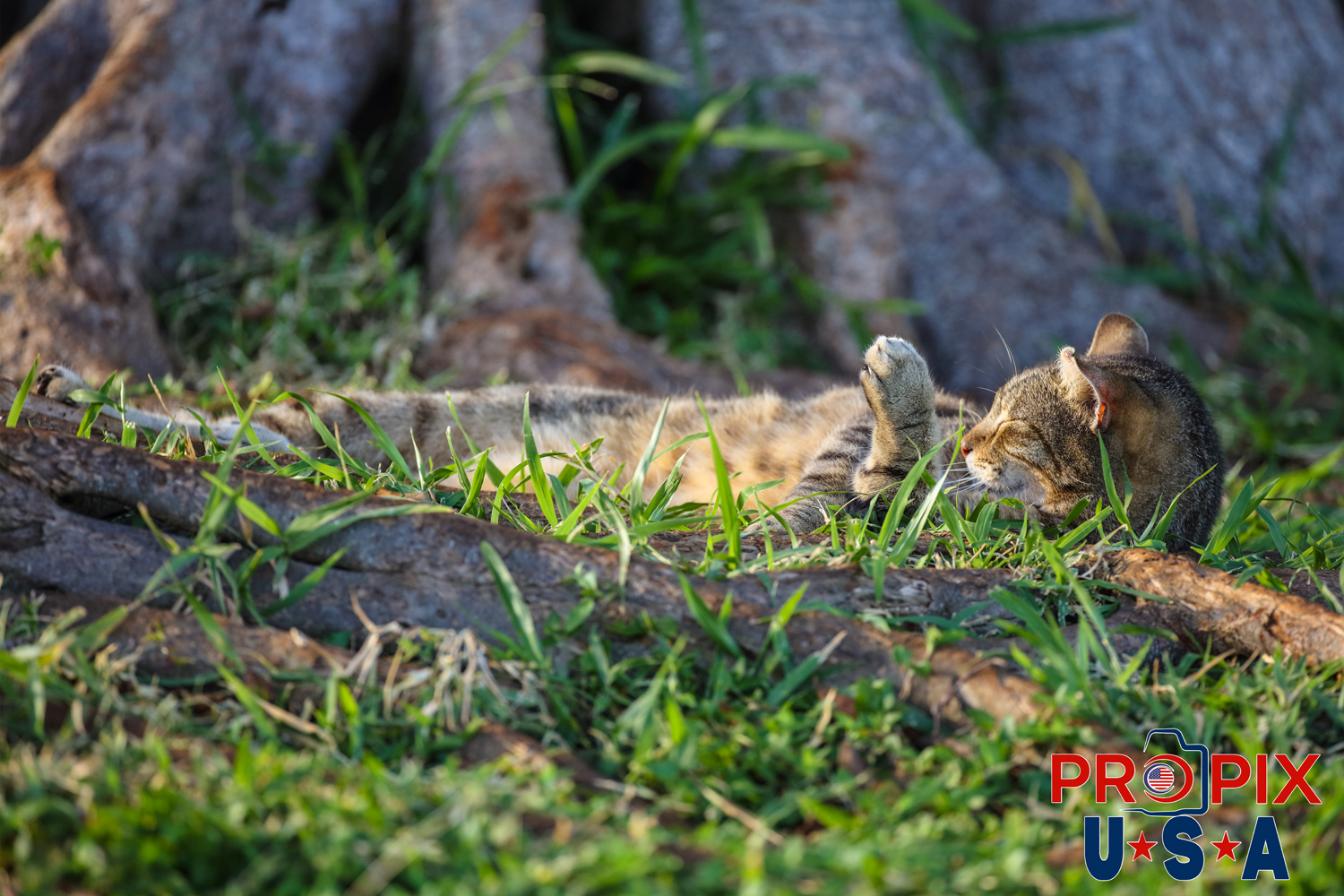 A homeless cat basks in the morning sun in the Ala Moana park Honolulu Hawaii. Photo date: 6-27-2025
