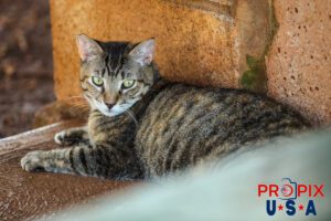 A young homeless cat relaxes under a table in the Ala Moana park Honolulu Hawaii. Photo date: 6-27-2025