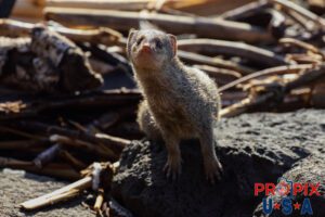 A juvenile mongoose shows interest in the stranger checking it out. The mongoose had been scurrying along the lava rock seawall checking everything out at the Ala Moana park Honolulu Hawaii.