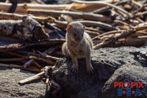 A young mongoose is perched atop a lava rock as it checks out the mornings surroundings at the Ala Moana park Honolulu Hawaii.
