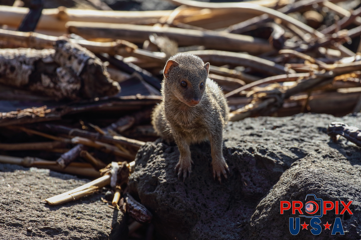 A young mongoose is perched atop a lava rock as it checks out the mornings surroundings at the Ala Moana park Honolulu Hawaii.