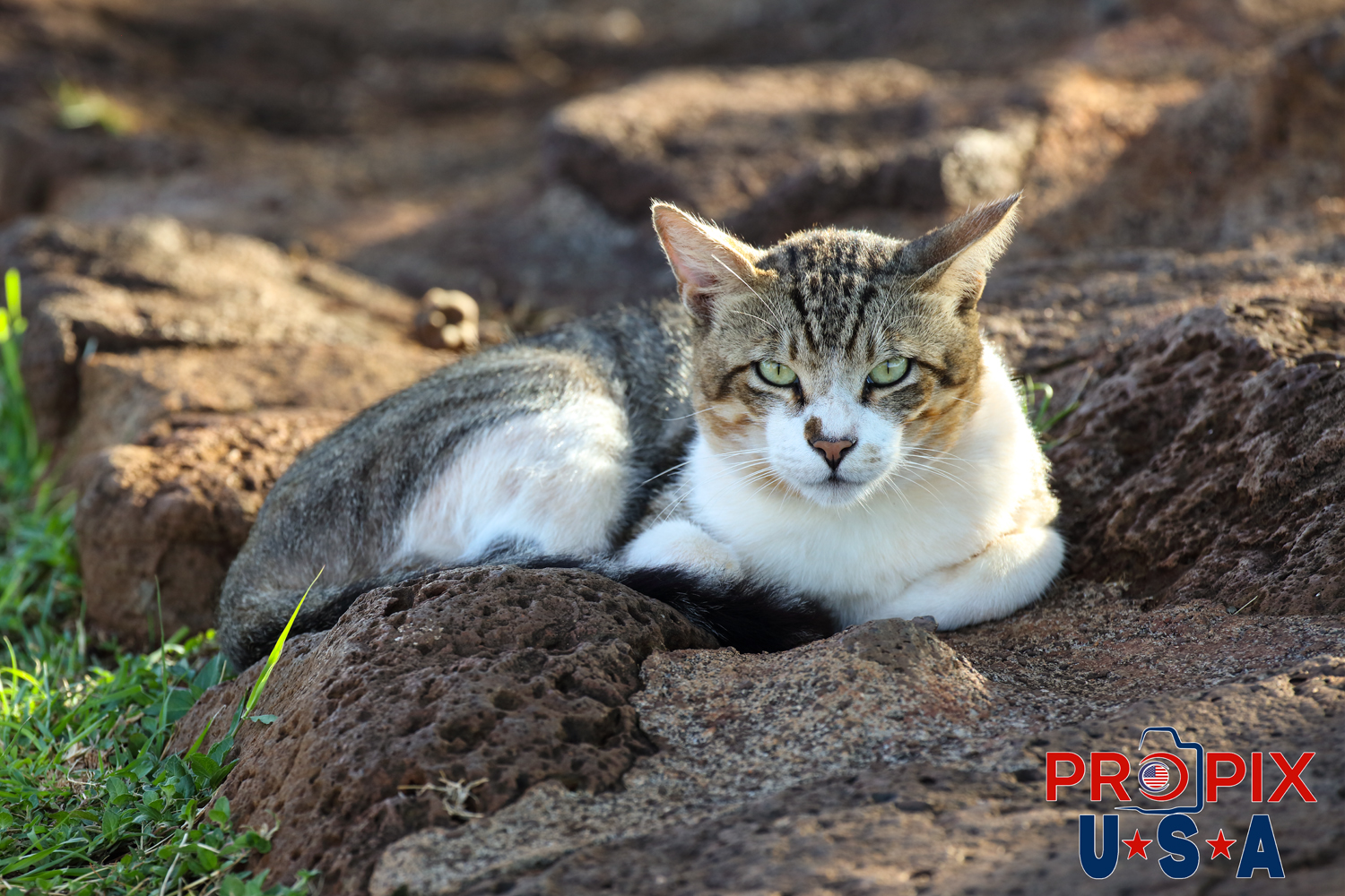 A homeless cat watches cautiously as the stranger was watching it from nearby. The morning sun was quickly warming the lava rock seawall where the cat was laying in the Ala Moana park Honolulu Hawaii. Photo date: 6-27-2025