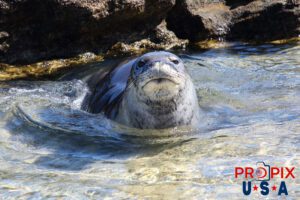A Monk seal appeared out of nowhere in the shallow water near Kona on the big island of Hawaii. It was a beautiful and surprisingly large creature.