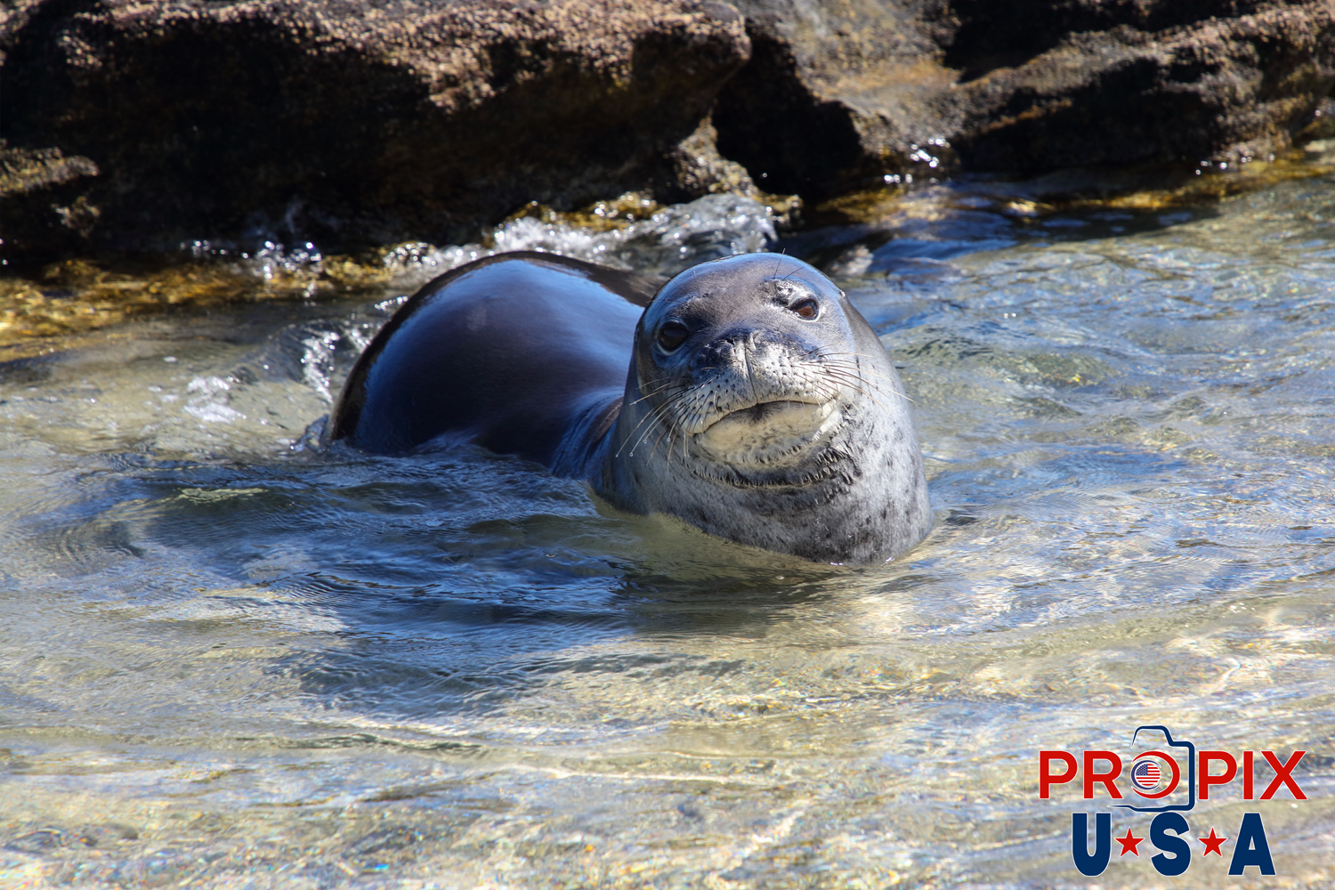 Strolling along the shoreline near Kona Hawaii, a monk seal appeared out of nowhere in the shallow water. It seemed as though the curiosity went both ways.