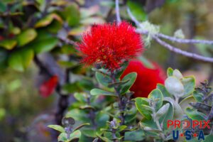 Lehua blossoms in the Hawaii volcano National Park. These colorful flowers are often seen in NEW lava flow areas. Photo date: 6-29-2025