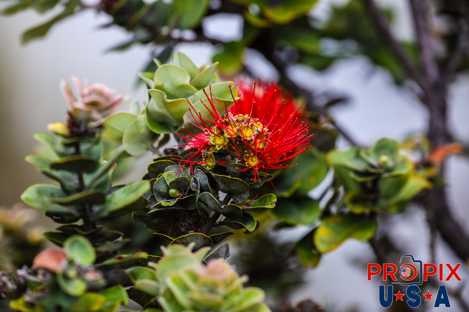 Lehua blossoms in the Hawaii volcano National Park. These colorful flowers are often seen in NEW lava flow areas. Photo date: 6-29-2025