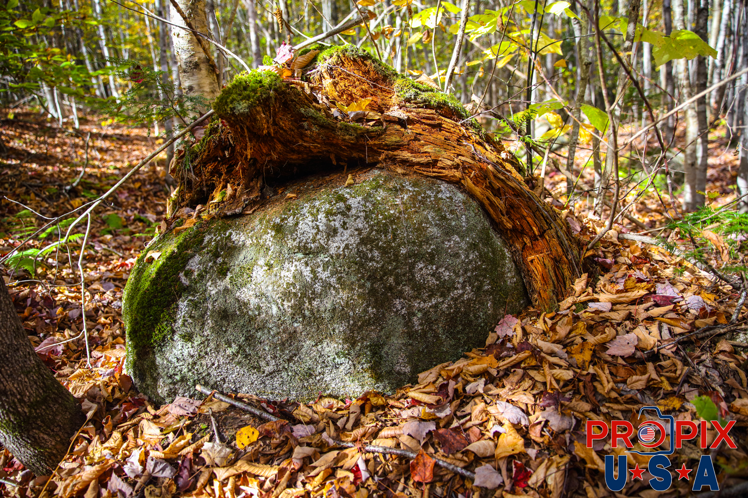 A tree that had grown over a boulder then cut in Maine. Photo date: 10-12-2025
