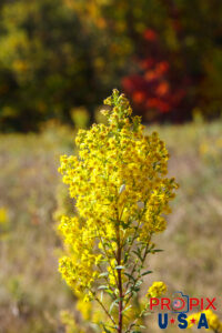 Brilliant yellow flower in Maine with Autumn colors behind it. Photo date: 9-30-2025