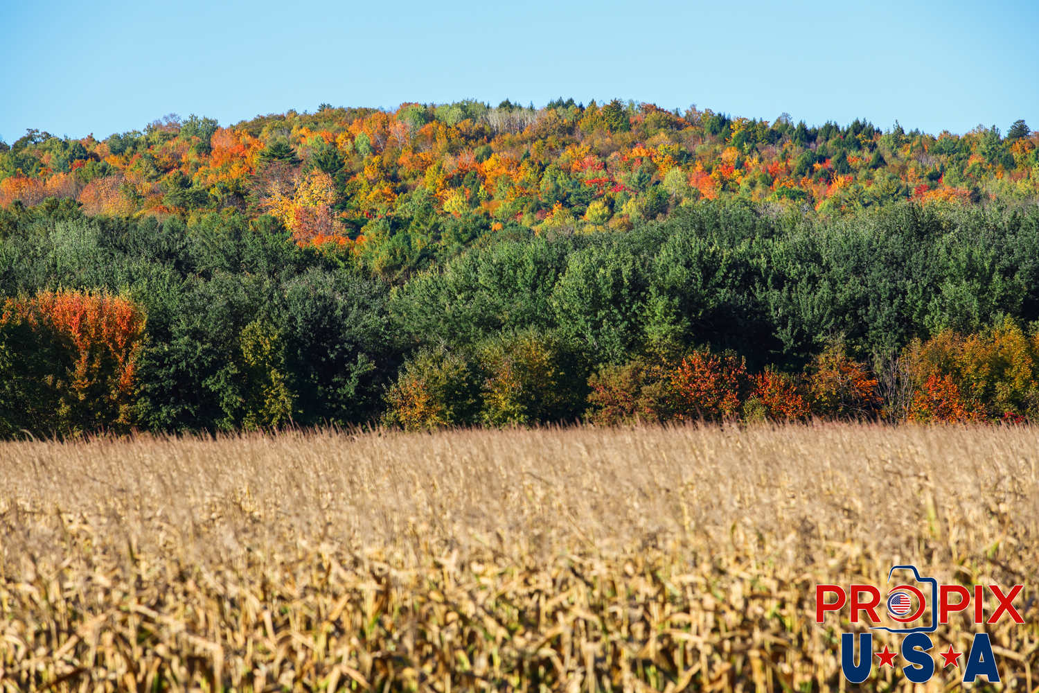 Corn field and colorful trees in Maine Autumn. Photo date: 10-1-2025