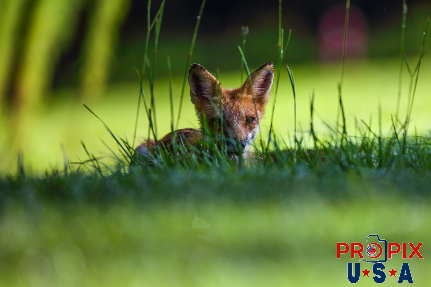 A wild red fox laying down in the early morning hours curious about the camera.
