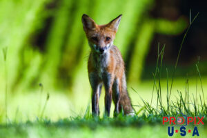 A curious wild red fox at sunrise.
