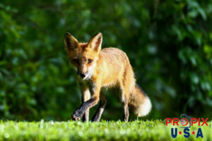 Wild red fox curious about the camera pointed at him in the morning hours.