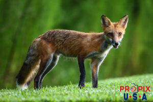 A smiling wild red fox seen in the early morning hours.