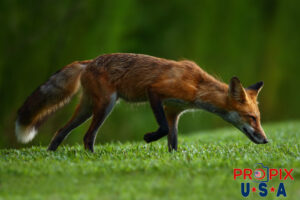 Wild red fox sniffing around for breakfast.