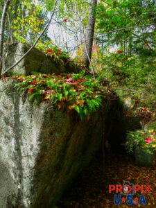 Massive boulder in Maine with tree and vegetation growing on it. Photo date: 10-13-2025