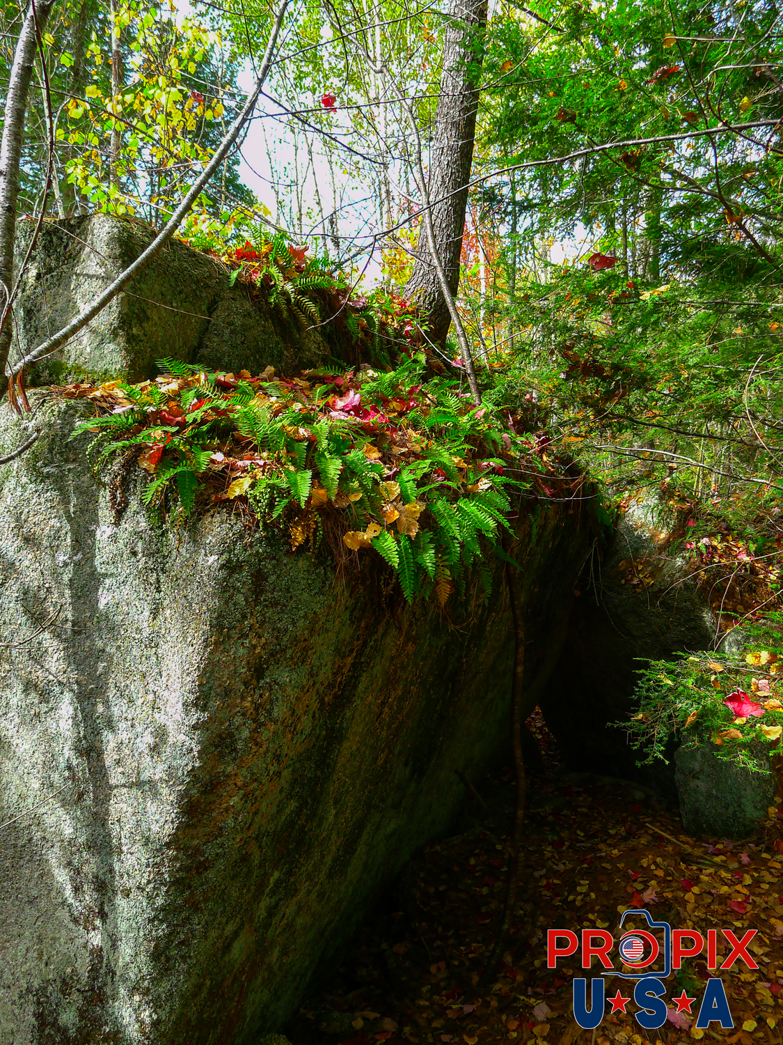 Massive boulder in Maine with tree and vegetation growing on it. Photo date: 10-13-2025